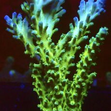 WYSIWYG 26B Violet Venom Acropora (80mm Colony)