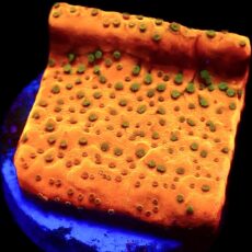 WYSIWYG 12E Gold Rush Montipora Frag