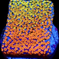 WYSIWYG 16A Rainbow Montipora