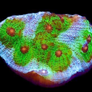 WYSIWYG 10K Avatar Chalice Frag Extra Large