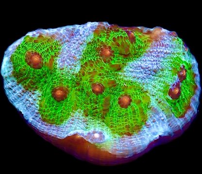 WYSIWYG 10K Avatar Chalice Frag Extra Large