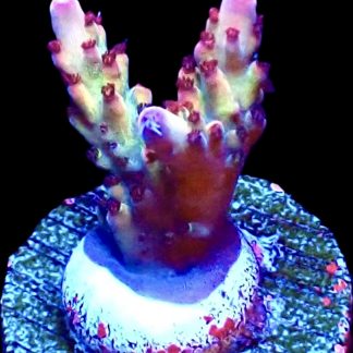 WYSIWYG 13H Berries And Cherries Acropora Frag   ***NEW***