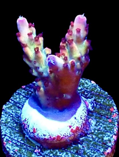 WYSIWYG 13H Berries And Cherries Acropora Frag   ***NEW***