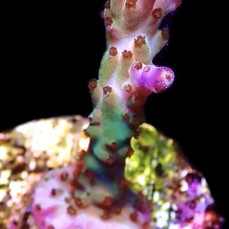 WYSIWYG 20G Pearlberry Acropora Frag