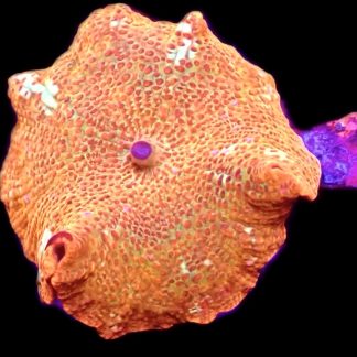 WYSIWYG 31A Golden Idol Mushroom