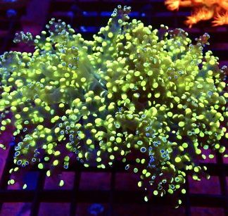 Grafted Lime / Purple Frogspawn Large Single Head