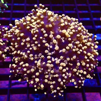 WYSIWYG T2 Rose Gold Branching Frogspawn Large Single