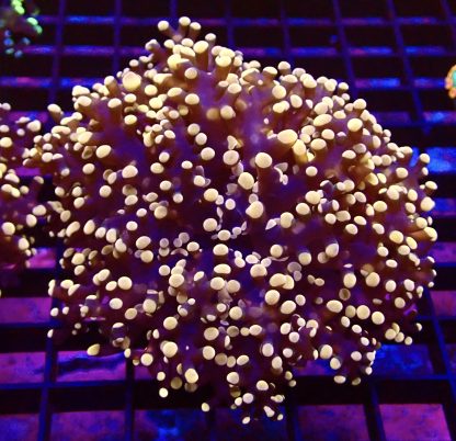 WYSIWYG T2 Rose Gold Branching Frogspawn Large Single