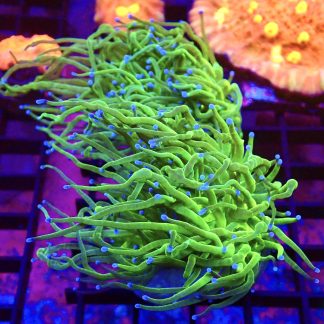WYSIWYG T1 Blue Tipped Torch Euphyllia Double Head
