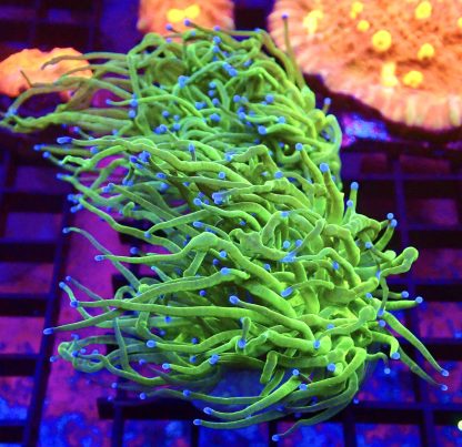 WYSIWYG T1 Blue Tipped Torch Euphyllia Double Head