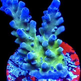 WYSIWYG 18A Electric Miyagi Tort Acropora Frag