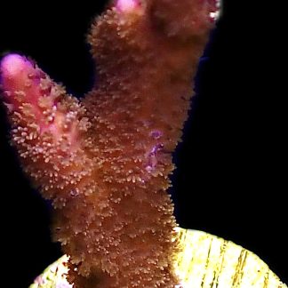 WYSIWYG 17J Purple Montipora Digitata