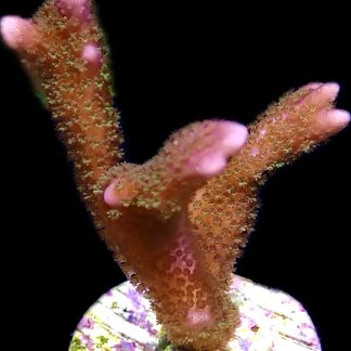 WYSIWYG 18J Purple Montipora Digitata