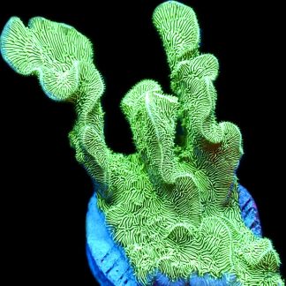WYSIWYG 9i Ultra Metallic Scrolling Pavona Frag Extra Large
