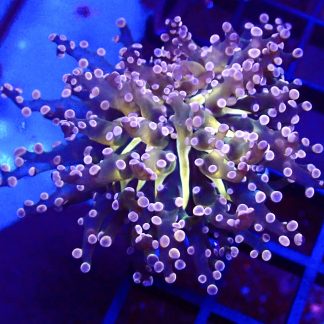 WYSIWYG T1 Pink/Yellow Branching Frogspawn