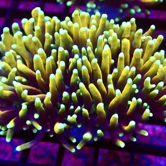 Banana Boom Torch Euphyllia Large Double Head
