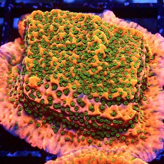 WYSIWYG 9C Tropic Thunder Montipora Frag Extra Large