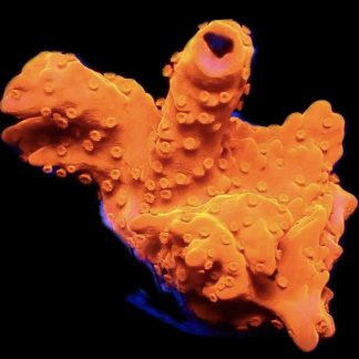 WYSIWYG 15G Red Montipora Setosa Frag Extra Large