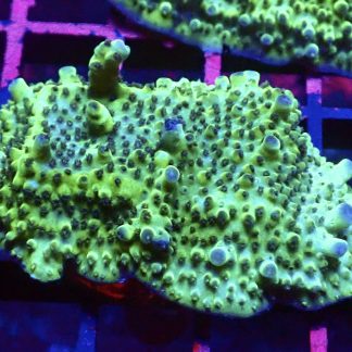 WYSIWYG R3 Tabling Acropora Large