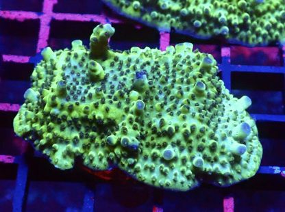 WYSIWYG R3 Tabling Acropora Large