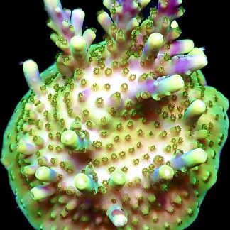 WYSIWYG 8G Tabling Acropora Large