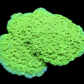 WYSIWYG 9E Bright Green Goblin Montipora Frag