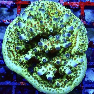 WYSIWYG 23E Cherry Blossom Acropora Frag Extra Large