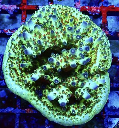 WYSIWYG 23E Cherry Blossom Acropora Frag Extra Large