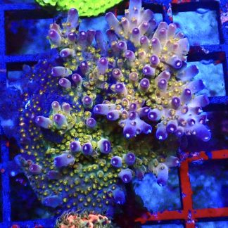 WYSIWYG 22H Ultra Acropora Frag Extra Large