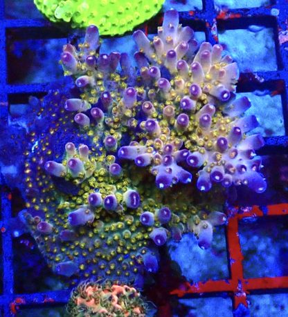 WYSIWYG 22H Ultra Acropora Frag Extra Large