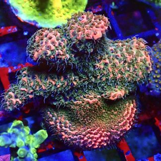 WYSIWYG 22G Rainbow Millepora Frag Large