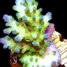 WYSIWYG 11H Violet Venom Acropora Frag