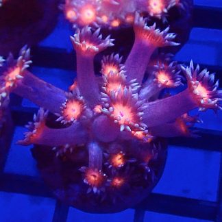 WYSIWYG T1 Fireball Goniopora Frag (15+ Polyps)