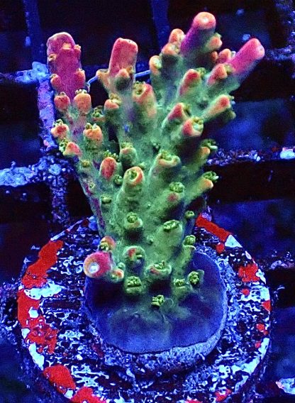 WYSIWYG 10H M.O.C. Bubblebath Unicorn Acropora Frag