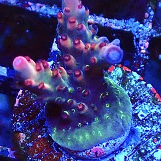 WYSIWYG 13H Berries And Cherries Acropora Frag   ***NEW***