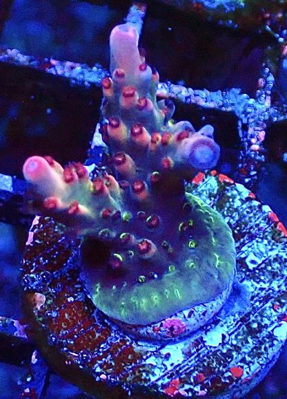 WYSIWYG 13H Berries And Cherries Acropora Frag   ***NEW***