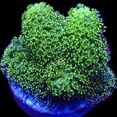 WYSIWYG 35D Ultra Neon Fluorescent Stylophora Frag