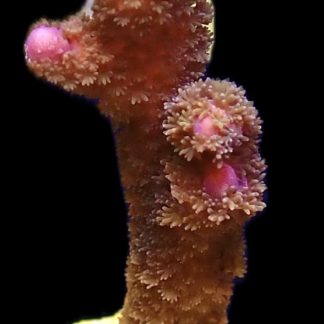 WYSIWYG M24 Purple Montipora Digitata