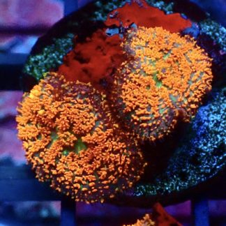 Ultra Forest Fire Mushroom Small Double Head