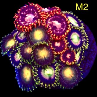 WYSIWYG Zoanthid Frag M2