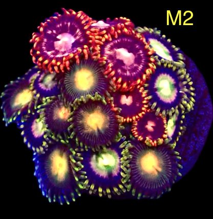 WYSIWYG Zoanthid Frag M2