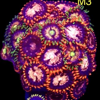 WYSIWYG Zoanthid Frag M3