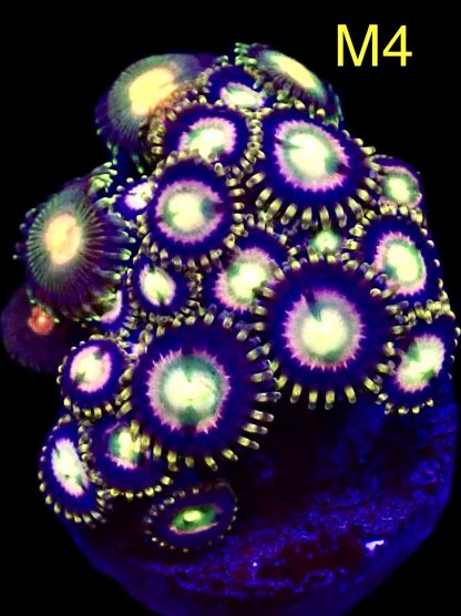 WYSIWYG Zoanthid Frag M4