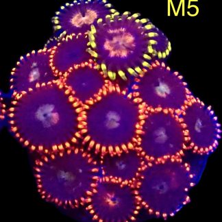 WYSIWYG Zoanthid Frag M5
