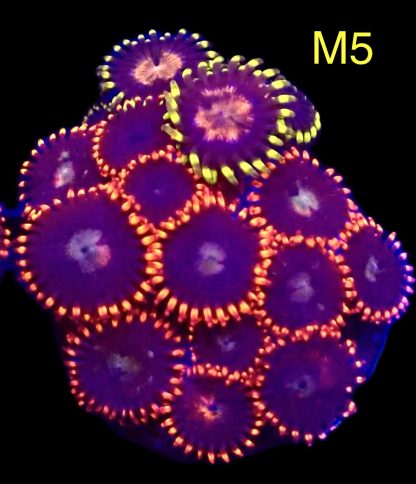 WYSIWYG Zoanthid Frag M5