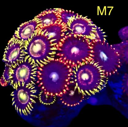 WYSIWYG Zoanthid Frag M7
