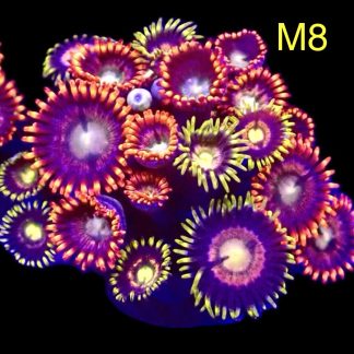 WYSIWYG Zoanthid Frag M8