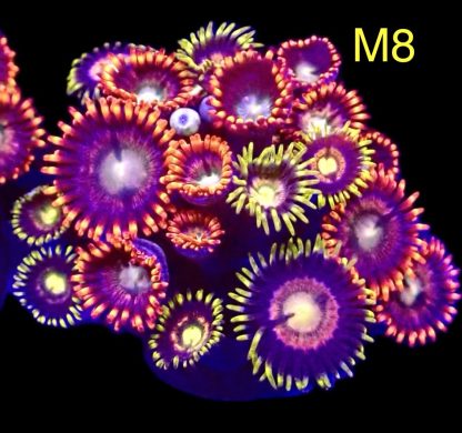 WYSIWYG Zoanthid Frag M8