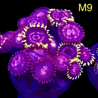 WYSIWYG Zoanthid Frag M9