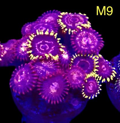 WYSIWYG Zoanthid Frag M9